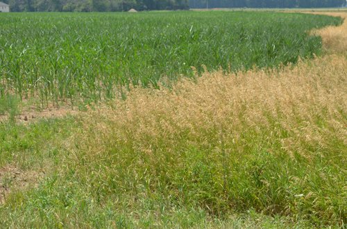 Property photo 2 - 51.5 Acres Offered in 5 tracts, 2 Farm Sites